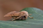 Noctua pronuba Noctua pronuba