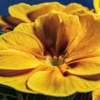 primula gialla primula gialla