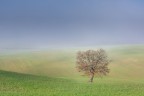 La quercia La quercia