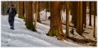 escursione nel bosco invernale