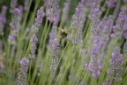 Macro_22Giu2025_f Macro_22Giu2025_f