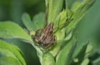 Pisaura mirabilis in agguato Pisaura mirabilis in agguato