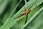 Pisaura mirabilis2 Pisaura mirabilis2