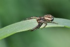 Xysticus Xysticus