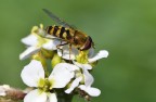 Sirfide su fiore bianco Sirfide su fiore bianco