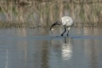 Ibis sacro con rana Ibis sacro con rana
