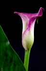 calla calla