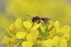 Andrena su fiore giallo Andrena su fiore giallo