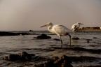 Scatto di qualche hanno fa effettuato all'alba sulla spiaggia di Marsa Alam