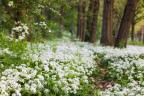 Il tappeto bianco Il tappeto bianco