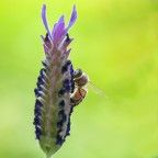 apina affamata apina affamata