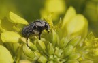 Cetonide Cetonide
