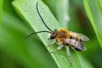Eucera longicornis