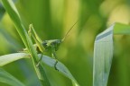 Verde nel verde