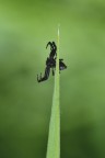 The dark side of the spider