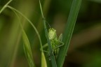 https://www.flickr.com/photos/giovanniq/55250501962/in/dateposted-public/