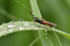 Chloromyia formosa