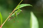 Tettigonia. Tettigonia.