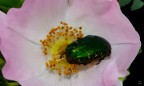 Sembra che i ''mandrioi pelosi'' (le cetonie dorate) per passare la notte al sicuro amino nascondersi dentro i fiori di rosa selvatica, che di notte si chiudono!
Graditi pareri personali e consigli tecnici
Grazie mille
Furyo