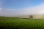 l'albero l'albero
