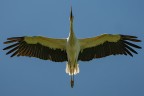 Cicogna Cicogna