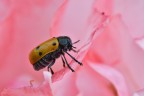 Lachnaia italica su letto di petali rosa