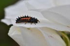 Diventerà una coccinella... Diventerà una coccinella...