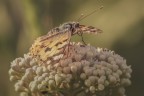 Macro_23Maggio26_8