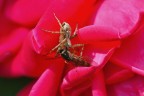 Predazione tra petali di rosa Predazione tra petali di rosa