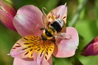 Bombus su letto di colori Giotto