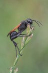 Prionyx-subfuscatus