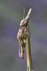 Ho penbsato che se si tagliano braccia e gambe agli umani, con i vari formati del ritratto, si pu� fare anche con questa Empusa pennata, altrimenti a figura intera si perdono tutti i particolari. Qualcuno mi perdoner�.
