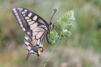 Macaone_Papilio-machaon_DSC02549