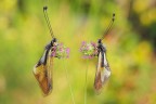 Libelloides coccajus