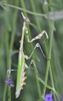 Empusa pennata