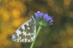Pontia-edusa_DSC03321