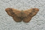 Idaea-aversata_DSC03958