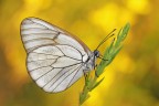 Aporia crataegi
