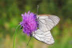 Aporia crataegi