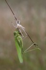 Macro_1_2-Giu2026_7