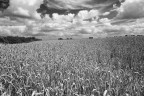 Campo