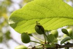 Formichina Formichina
