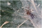 Tra fili di seta
