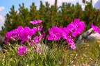 In passeggiata in alta quota nei pressi di Cortina.
Graditi commenti tecnici e pareri personali
Ciao Furyo