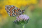 Melitaea-phoebe_DSC03349 Melitaea-phoebe_DSC03349