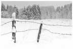 Altopiano di Asiago Sette Comuni. Gennaio 2026