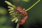 Graphosoma-italicus-in-love_DSC04342_ Graphosoma-italicus-in-love_DSC04342_