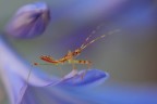 Mi � stata prestata una Nikon D3300 in attesa di riavere dal fotoriparatore la mia D7500. Sembra di un secolo fa ma bisogna fare di necessit� virt�. Mi sono cimentato con questa piccolissima neanide, trovata per caso sulla maniglia della mia auto e spostata delicatamente con una foglia su un fiore di agaphantus lontano pochi metri. Commenti e critiche gradite! Ah, treppiede.