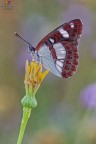 Limenitis reducta.... Limenitis reducta....