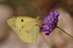 Immagine di qualche anno fa (2011) realizzata con una Nikon D80, che pubblico solo perch� si tratta di una specie che non si vede spesso. Iso320, f/11, 1/640sec. Commenti ecritiche gradite!